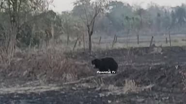 ସର୍ଗିବାହାଲ ଅଂଚଳ ରେ ବୁଲୁଛି ଭାଲୁ , ଜଙ୍ଗଲ ବିଭାଗ ର ଦୃଷ୍ଟି ପଡୁ
@highlight #follower #everyone
#PadampurTv