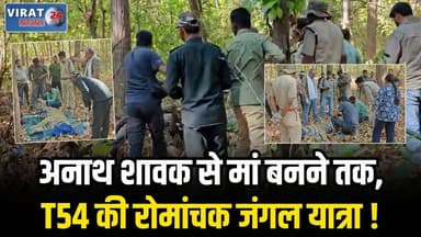 संजय टाइगर रिजर्व की बाघिन T54 बनी संघर्ष से सफलता की मिसाल....अनाथ शावक से मां बनने तक, T54 की रोमांचक जंगल यात्रा
#sid...