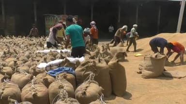 हरदा: हरदा जिले में 15 अप्रैल से समर्थन मूल्य पर गेहूं की खरीदी, मध्य प्रदेश सरकार के निर्देश