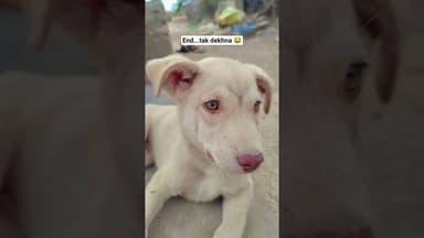 "Last me kya kr diya isne#shorts #dog #funny #pets