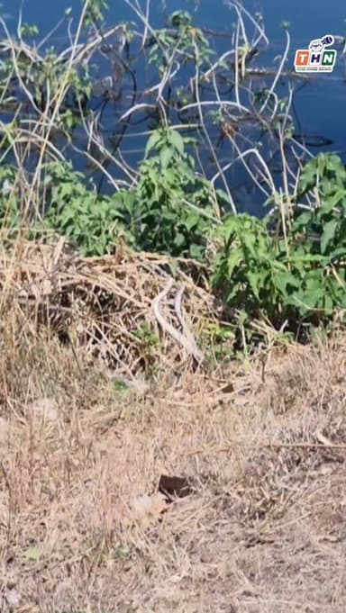 आगर मालवा जिले के ग्राम मैना के नजदीक डेम के किनारे एक नाग-नागिन का जोड़ा अपनी प्रणय लीला करते हुए कैमरे में कैद हुआ। ऐस...