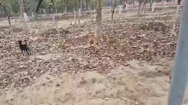 फरीदाबाद: फरीदाबाद में बतखों पर कुत्तों का हमला, नज़ारा देख पार्क में घूमने वालों के छूटे पसीने