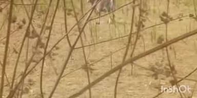 सोहागपुर: कंकाली मंदिर के पास अटल कामधेनु गौ सेवा संस्थान ने दो नदियों को बंधक मुक्त कराया