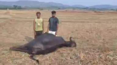 अल्बर्ट एक्का (जारी): वज्रपात से मवेशी की मौत, किसान को भारी नुकसान