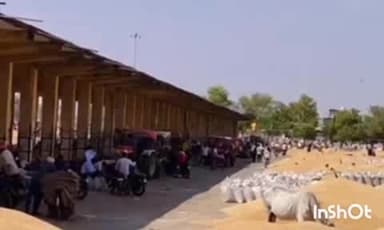 बारां: बारां शहर की कृषि उपज मंडी में सभी जिंसों की हो रही है बंपर आवक, गेहूं ₹2240 से ₹3000 प्रति क्विंटल बिका