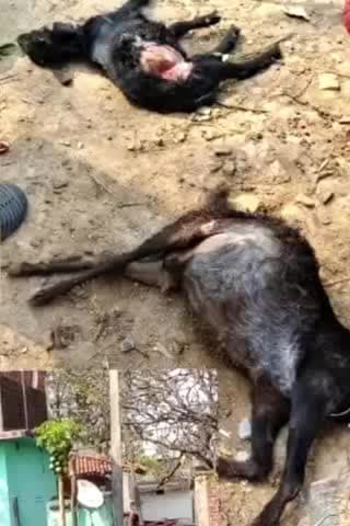 इचाक: आवारा कुत्तों का आतंक: कुत्तों ने दो परिवारों की चार बकरियों को बनाया शिकार