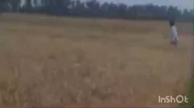 कलेर: जिनपुरा पुलिस लाइन के पास गेहूं के खेत में लगी भीषण आग, लाखों का नुकसान