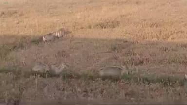 विभूतिपुर: विभूतिपुर प्रखंड क्षेत्र में नीलगाय गेहूं की फसल को नुकसान पहुंचा रहे हैं