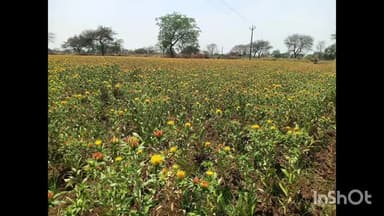 बालोद: कुसुम की खेती से बदलेगा बालोद का भविष्य, किसानों की आय दोगुनी होने की उम्मीद