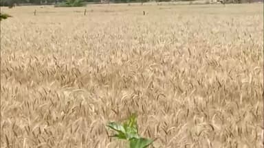 जींद: हरियाणा के साथ जींद में गेहूं का सीजन शुरू, डेटा मिसमैच की समस्या बरकरार