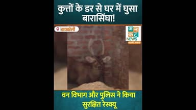 रायबरेली: कुत्तों के डर से घर में घुसा बारासिंघा! हबिरापुर में मची खलबली #uncutnews