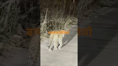 देखे चित्रकूट के जंगल से सटी सड़क में तेंदुए के घूमने का लाइव वीडियो #highlights #तेंदुआ #वायरल