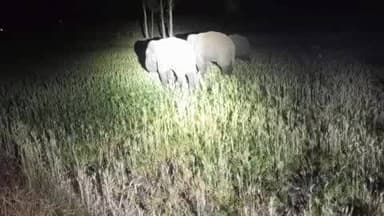 अनूपपुर: अनूपपुर में फिर दिखे दो समूहों में बंटे 4 हाथी, फसलों को नुकसान, ग्रामीणों में दहशत