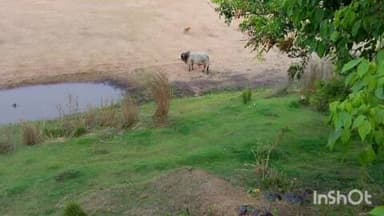 କଟକ ସଦର: ନିଆଳି ସିଠାଳ ପଞ୍ଚାୟତରେ ଷଣ୍ଢ ଆକ୍ରମଣରେ ଜଣେ ମୃତ, ୭ ଗୁରୁତର ଆହତ