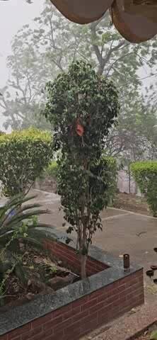 अंजड़ दिनभर तेज गर्मी व उमस के बाद शाम 5 बजे से तेज हवा आंधी के साथ बारिश व चने के बराबर के ओले गिरे ,