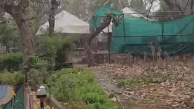 निवाड़ी: बेमौसम बारिश से निवाड़ी के किसानों की बढ़ी चिंता, कटी गेहूं की फसल पर संकट