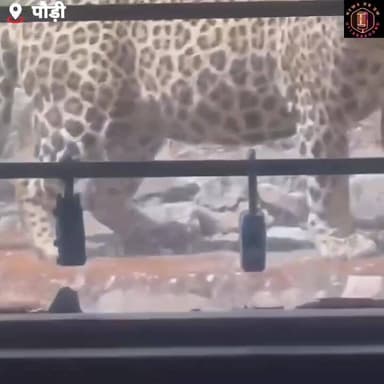 #वन_मंत्री जी के पास आया #स्वास्थ_मंत्रालय तो फिर गुलदार भी अपनी सक्रियता दिखाने #वन छोड़ आ धमका प्राथमिक स्वास्थ केंद्र...