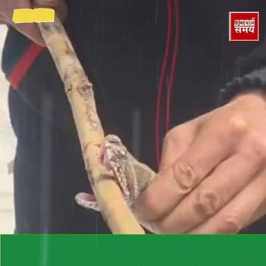 घर के आंगन में घूम रहा था बेहद जहरीला सांप, रेस्क्यू टीम ने पकड़ा
हिमाचल समय - Himachal Samay Media #hpgovtjobs #vikrmad...