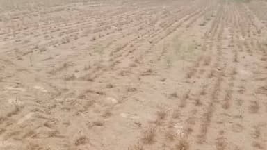 कोलायत: कोलायत क्षेत्र में पिछले दो दिनों से हो रही बारिश से किसानों की फसलों को हुआ नुकसान, सरकार से उचित मुआवजे की मांग की