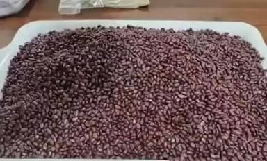 మేడ్చల్: మేడ్చల్లో 3000 కిలోల నకిలీ పత్తి విత్తనాలు పట్టుకున్న పోలీసులు