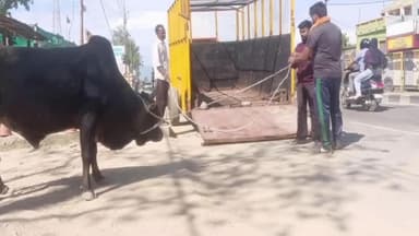 पूर्णागिरि: बनबसा की नगर पंचायत ने 2 पशु स्वामियों पर लगाया जुर्माना, 6 बेसहारा पशुओं को गौशाला भेजा