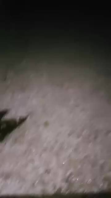 राजपूर में ओले की बारिश किसानों की फसल नष्ट हो गई है