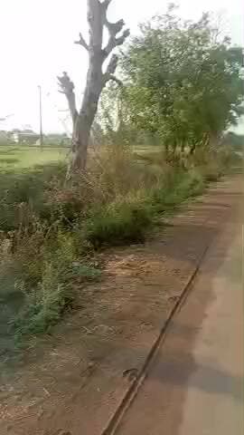 नरसिंहपुर के सभी गांव का 5 अप्रैल सुबह का हाल पिसी का हाल बेहाल 4-5 दिन तक नहीं कटेगी @sanjay3841251