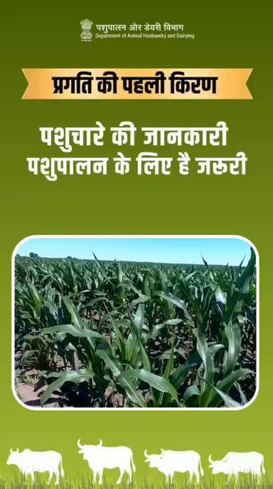 पशुपालन की सफलता की पहली सीढ़ी है — उचित पशु आहार!
#FarmerSupport #AgricultureNews #LivestockCare #GreenFodder