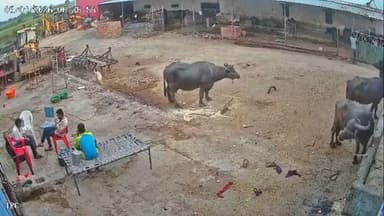 #राजस्थान — एक गांव में कुत्ते के हमले का सीसीटीवी वीडियो सोशल मीडिया पर वायरल हो रहा है