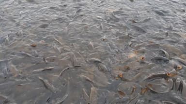 भारत में कहां मछलियों की पूजा की जाती है, कमेंट सेक्शन में बताएं #viralpost2025シ #bhorenewsupdate #GopalganjNews