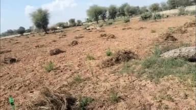 नारनौल: नारनौल में बेमौसम बारिश से चने की फसल तबाह, किसानों को भारी नुकसान