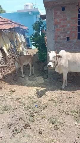 Gram Khamarpani Teh. Bichhua se 04/04/2026 ki sham ko Udal sahu ki chakki ke paas se yahi gaay ( cow) chori kee gayi
