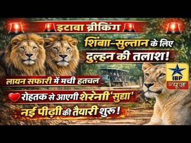 Etawah Loins Breaking: शिंबा–सुल्तान के लिए दुल्हन की तलाश! लायन सफारी में मची हलचल #ibpnews #etawah