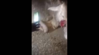 बरेली: हाईवे पर अज्ञात वाहन की टक्कर से गौवंश गंभीर, इज्जतनगर पुलिस को कार्रवाई के दिए गए निर्देश