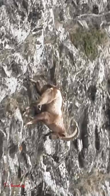 पांगी में आई बेक्स की विशेष प्रजाति बर्फबारी और निचले क्षेत्रों में हरिभरी घास के कारण ऊंचाई से नीचे आ रहे हैं। मादा आई ...