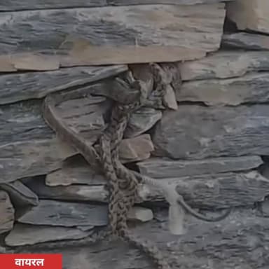 जय हो नागराज 🚩🙏
#viralvideo #viralreels #fb #highlight