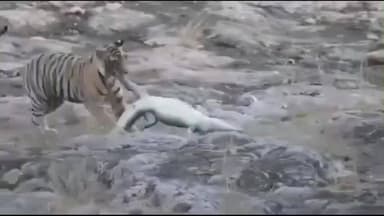 सवाई माधोपुर: सवाई माधोपुर रणथंभौर टाइगर रिजर्व में बाघिन टी-111 ने मगरमच्छ का किया शिकार, वीडियो सोशल मीडिया पर हुआ वायरल
