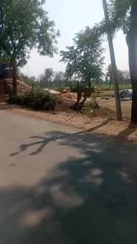 नरसिंहपुर के सभी गांव का हाल बेहाल क्योंकि खेत से पिसी काटने के बाद थेर्सिनग नहीं हो पा रही है क्योंकि पिसी गली है