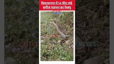 विकासनगर में 14 फीट लंबे विशालकाय अजगर का रेस्क्यू #shorts #python #viralvideo #uttarakhand