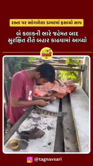 નવસારીમાં એક દિલધડક રેસ્ક્યુ ઓપરેશન સફળ બન્યું છે. ડામરમાં ફસાયેલા સાપને બે કલાકની ભારે જહેમત બાદ સુરક્ષિત રીતે બહાર કાઢ...