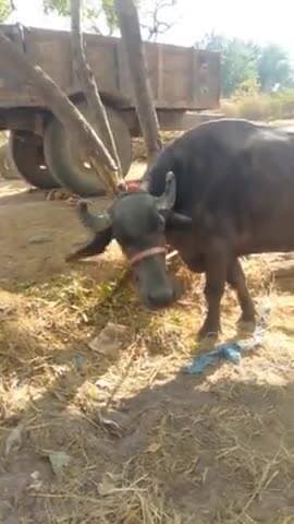 jisa vyakti ka bi bhaisa ho vo
lafhada gram panchayat gurra
me hai