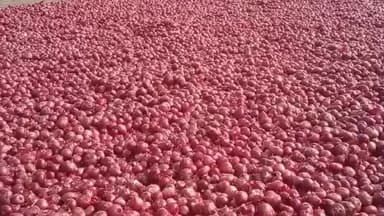 कालापीपल: कालापीपल मंडी में लहसुन-प्याज के भाव जारी, लहसुन ₹9500 तक बिका