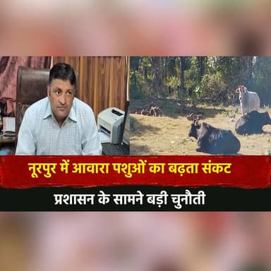 नूरपुर में आवारा पशुओं का बढ़ता सं./कट
प्रशासन के सामने बड़ी चुनौती
#Nurpur #StrayAnimals #AwaraPashu #CattleCrisis #Pub...