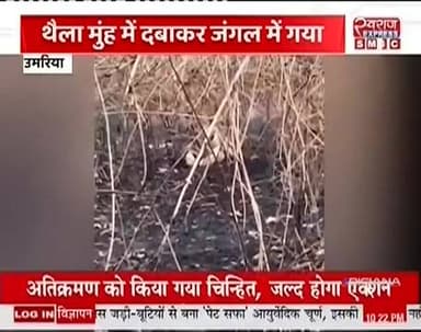 बाघ ले गया महुये का थैला #स्वराजexpresssmbc #spumaria #bandhavgarhnationalpark #tourism