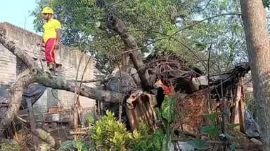 ହିନ୍ଦୋଳ: ହିନ୍ଦୋଳ ଏନ ଏ ସିରେ ମାଡ଼ିବସିଲା ବିରାଟକାୟ ବୃକ୍ଷ ଅଳ୍ପକେ ବର୍ତିଲେ ପରିବାର