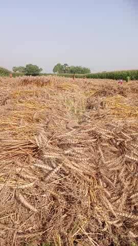 Gowri Jamalpur ratan Bihar ka Mukhya samachaar.b utari Jamalpur ratan.851303