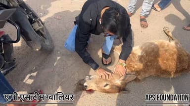 इस जगा चौकी भी पर कोई पुलिस वाला नही यहा 4 एक्सीडेंट हुये ओर 4 रो खत्म हो गई गो माता 4 महीने में बड़े शर्म की बात है..!
#apsgurjar #viral #gwalior