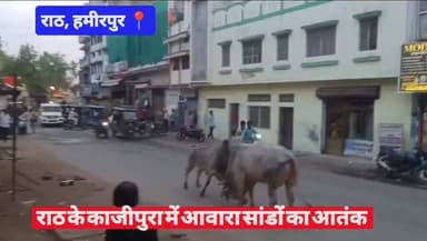 #हमीरपुर #राठ के काजीपुरा में आवारा सांडों का आतंक #viralpost #viralvideos #upnews