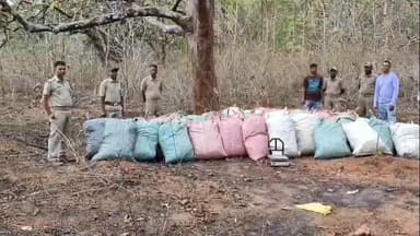 ବାଲିଗୁଡା: ବାଲିଗୁଡା ରେ ଗଞ୍ଜେଇ ଜବତ ସୁଚନା ଦେଲେ ବାଲିଗୁଡା SDPO