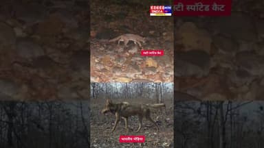 खींवनी अभयारण्य में बाघों के साथ-साथ दुर्लभ प्रजातियों की हलचल…